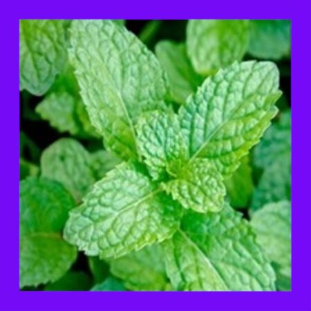 HERB-MINT-PEPPERMINT