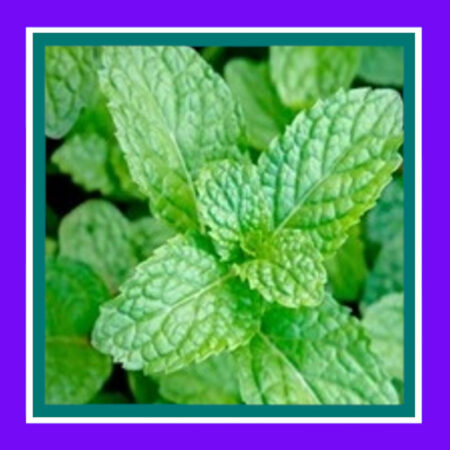 HERB-MINT-PEPPERMINT (SALE)