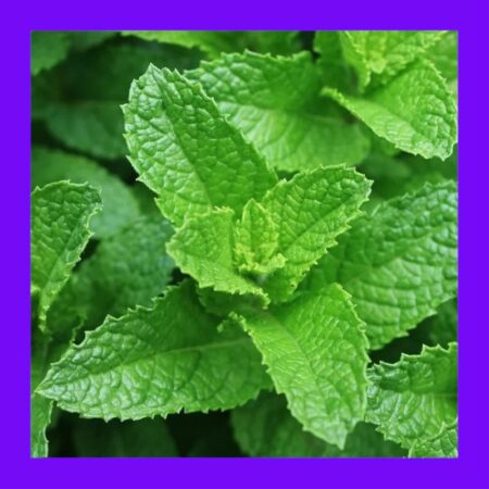 HERB-MINT-SPEARMINT