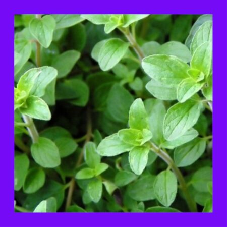 HERB-OREGANO-GREEK