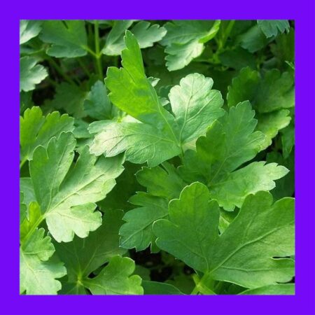 HERB-PARSLEY-ITALIAN