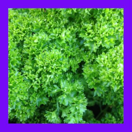 HERB-PARSLEY-TRIPLE MOSS