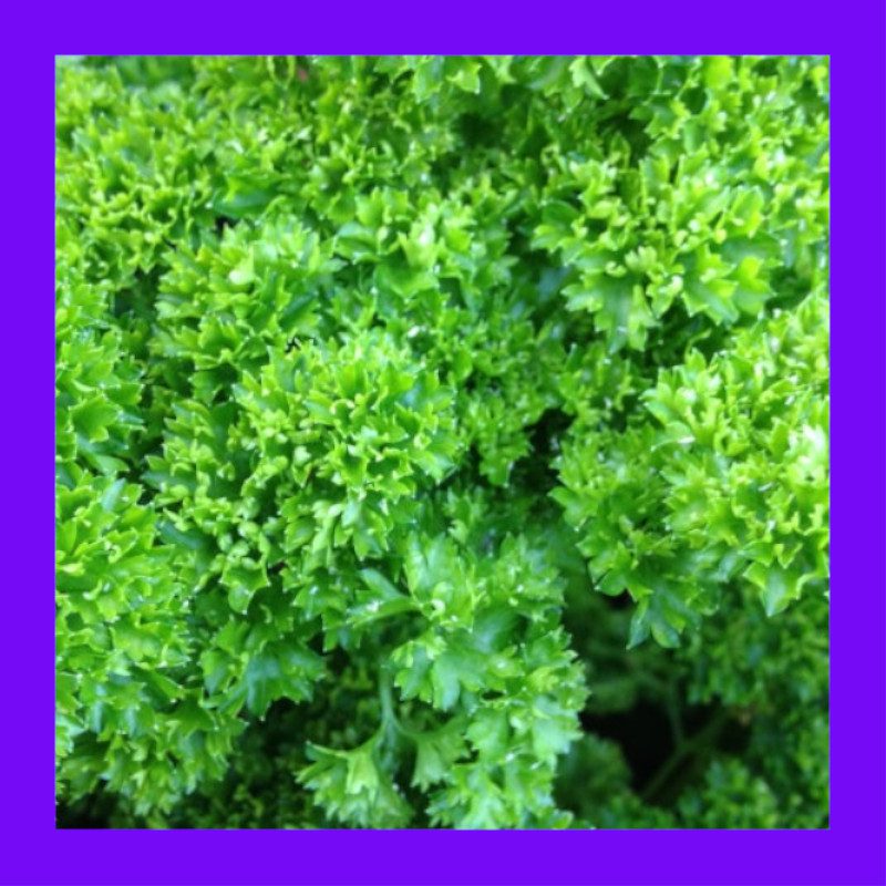 HERB-PARSLEY-TRIPLE MOSS 1 HERB-PARSLEY-TRIPLE MOSS