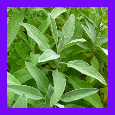 HERB-SAGE