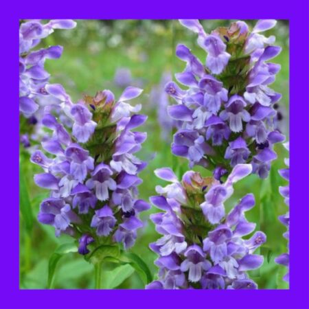 HERB-SELF HEAL-HEAL ALL