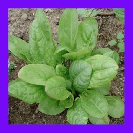HERB-SORREL-LARGE LEAF