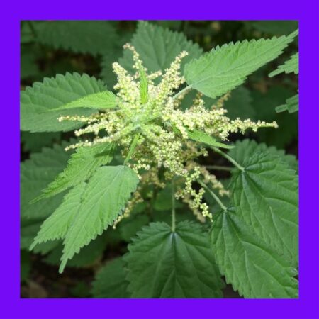 HERB-STINGING NETTLE