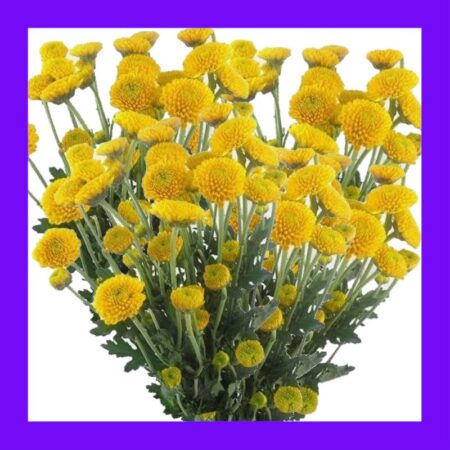 HERB-TANSY