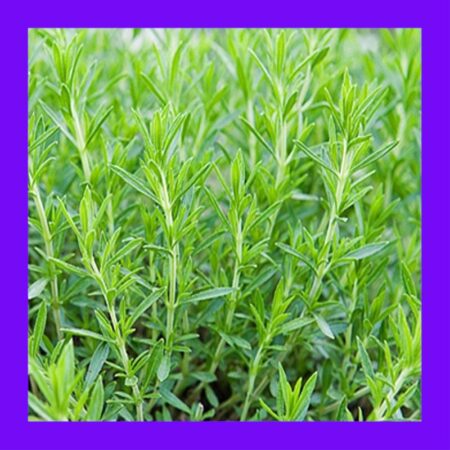 HERB-TARRAGON-RUSSIAN