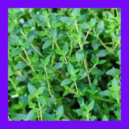 HERB-THYME-WINTER (GERMAN)