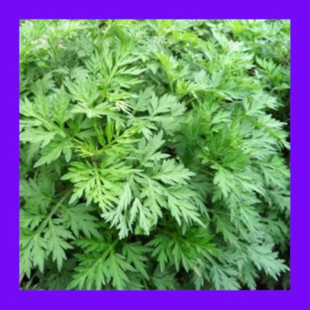 HERB-WORMWOOD (MUGWORT)