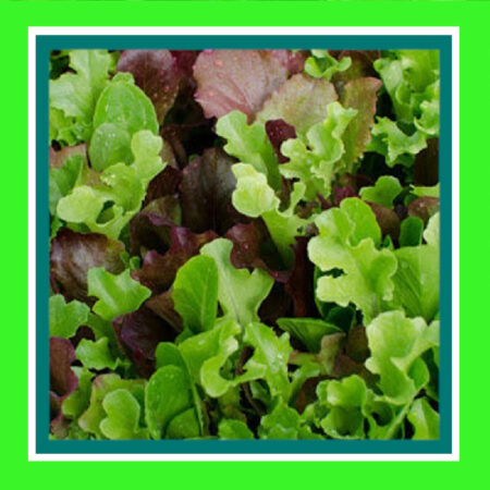 LETTUCE-GOURMET MIX (SALE)