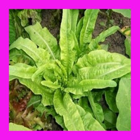LETTUCE-ORIENTAL-YU MAI TSAI