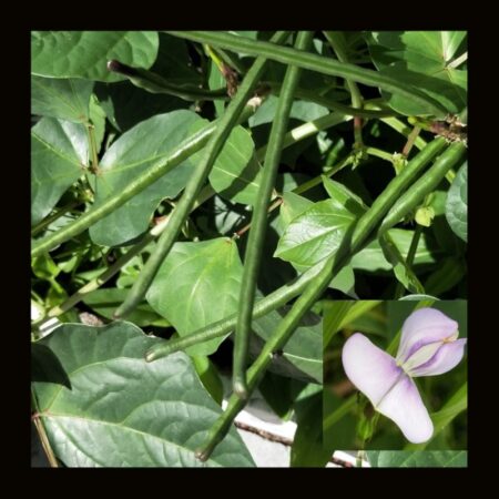 OTHER-COW PEAS (37G)