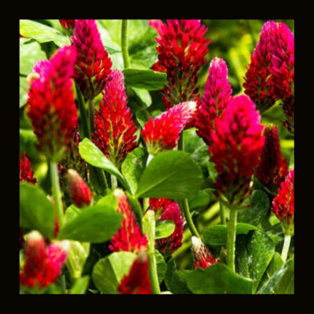 OTHER-CRIMSON CLOVER (4G)
