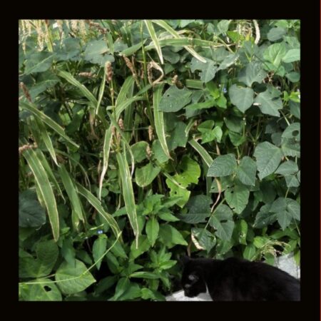 OTHER-GREEN MANURE -SPRING MIX (16G)