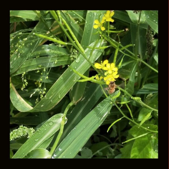 Category Colour Guide 8 OTHER GREEN MANURE 5