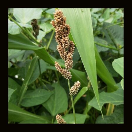 OTHER-MILLET-JAPANESE (8G)
