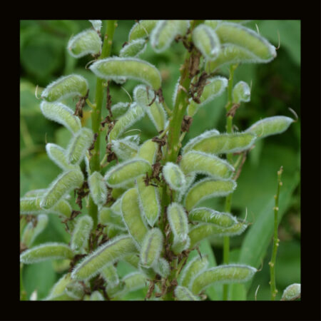 OTHER_LUPIN_LEGUME_GREEN_MANUER_CROP