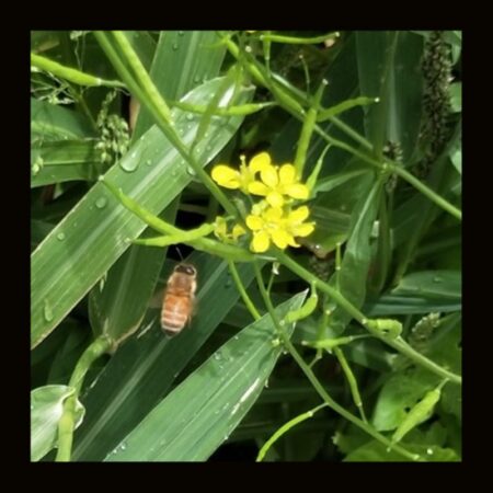 OTHER_MUSTARD_(15g)