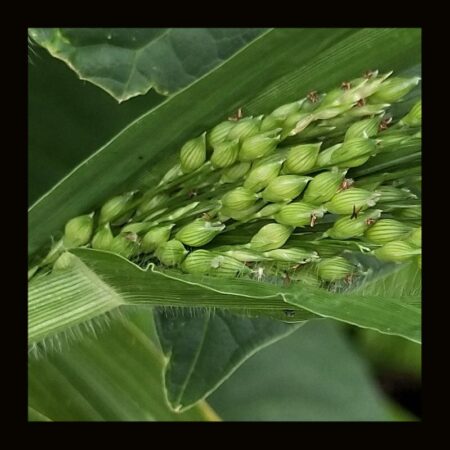 OTHER_PROSO_MILLET_33g