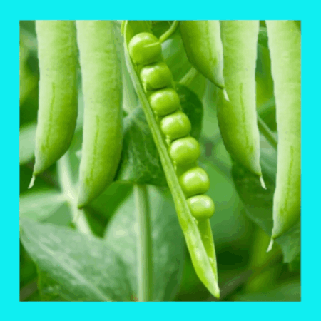 PEA-ALDERMAN SHELLING-TELEPHONE