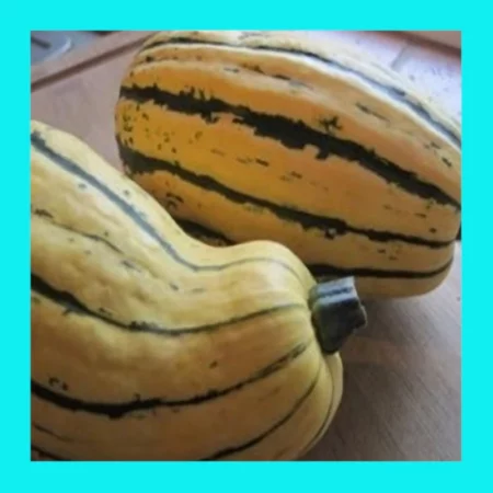 PUMPKIN-DELICATA (BOHEMIAN)