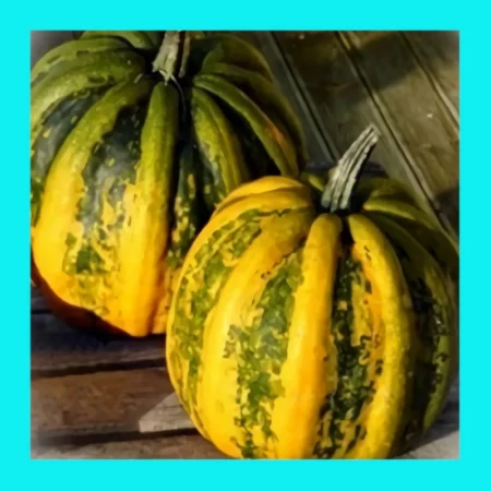 PUMPKIN-KAMO KAMO (aka KUMI KUMI)