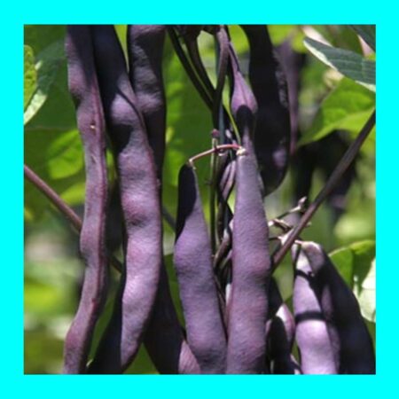BEAN-PURPLE KING-CLIMBER