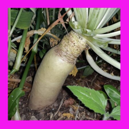 RADISH-DAIKON