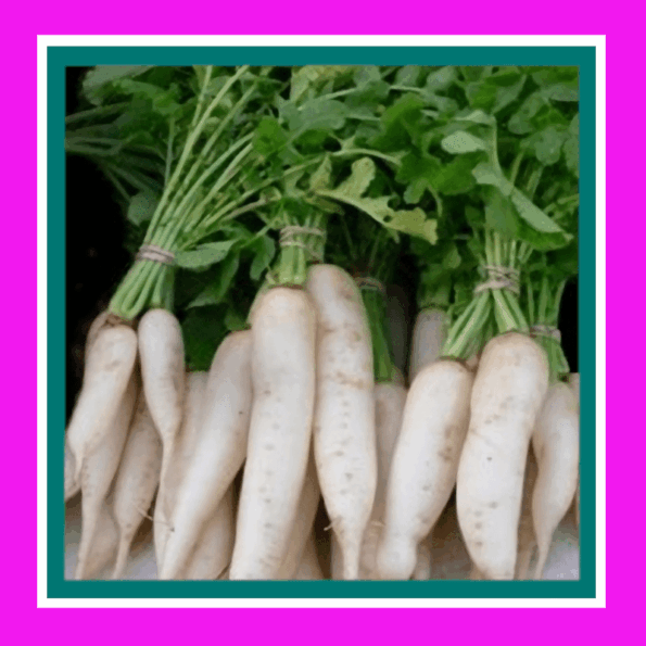 Category Colour Guide 9 RADISH DAIKON MINOWASE SALE1