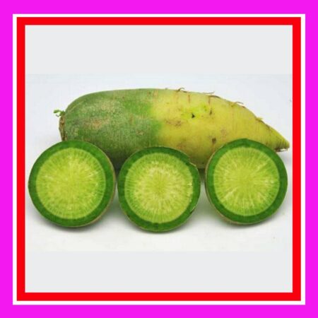RADISH-ORIENTAL GREEN-QINGLUOBO (TREATED)