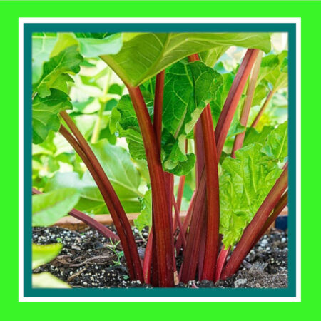 RHUBARB-VICTORIA (SALE)