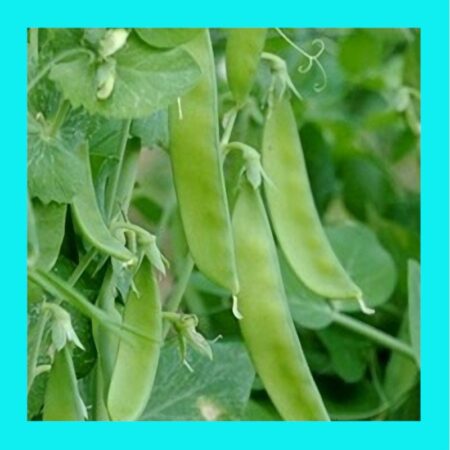 SNOWPEA-MAMMOTH MELTING