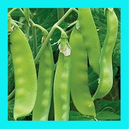 SNOWPEA-OREGON