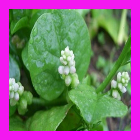 SPINACH-CEYLON-MALABAR