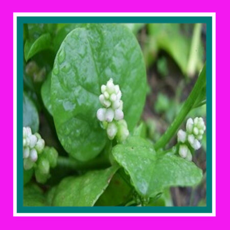 SPINACH-CEYLON-MALABAR (SALE)