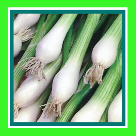 SPRING_ONION_WHITE_LISBON_SALE.jpg