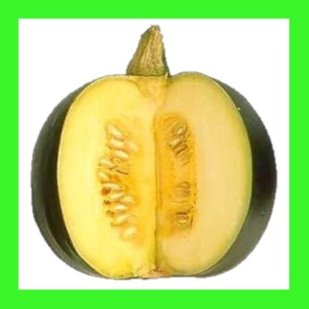 SQUASH-GREEN GEM-SOUTH AFRICAN