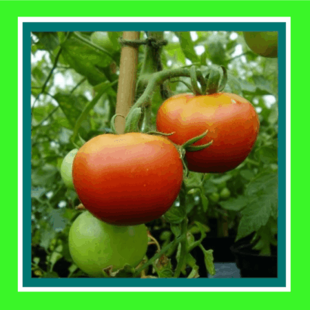 TOMATO-GRAF ZEPPELIN (SALE)