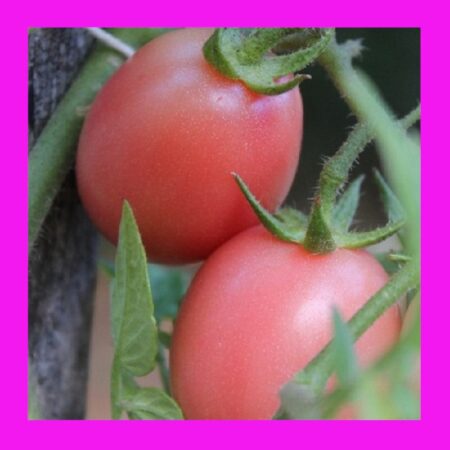 TOMATO-THAI PINK EGG
