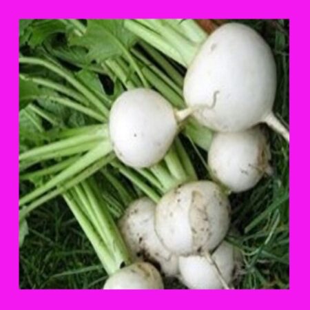 TURNIP-TOKYO MARKET-HAKUREI