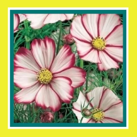 FLOWER_COSMOS_BI_COLOUR_MIX_(SALE)