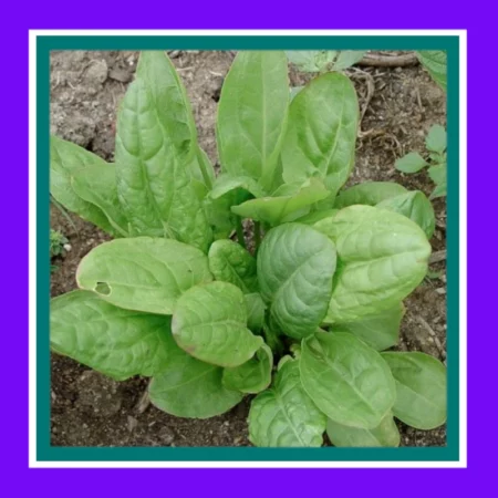 HERB-SORREL-LARGE LEAF (SALE)