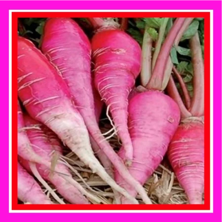 RADISH_CHINA_ROSE_aka_KIWARE_(TREATED)