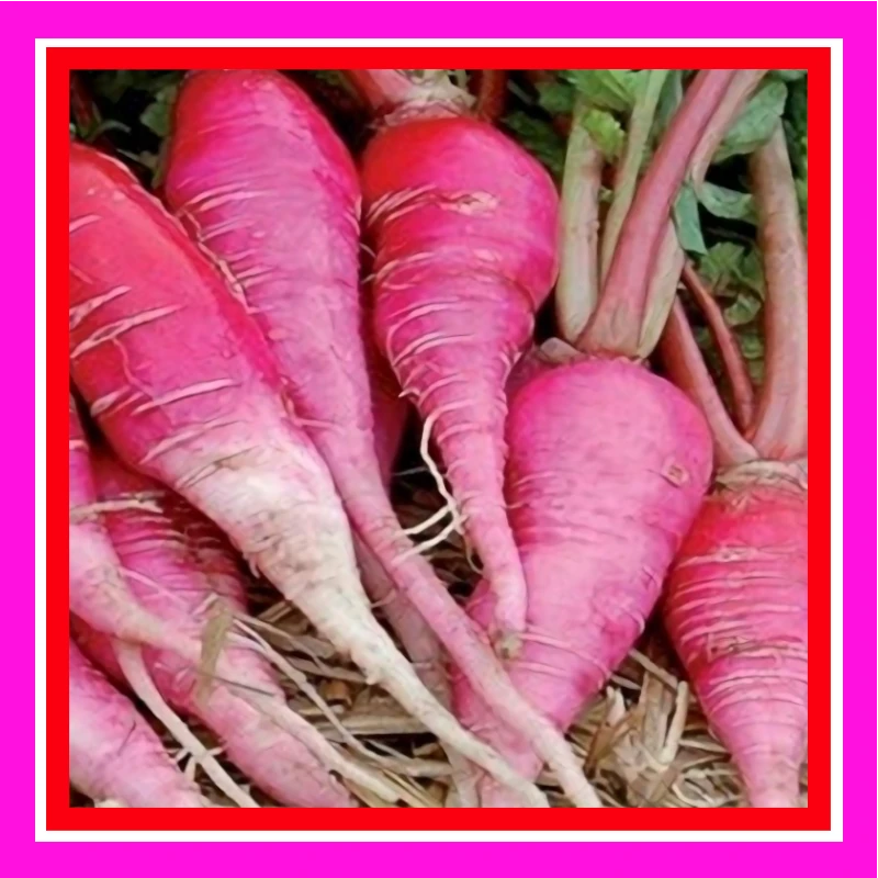 RADISH-CHINA ROSE-aka KAIWARE (TREATED) 1 RADISH_CHINA_ROSE_aka_KIWARE_(TREATED)