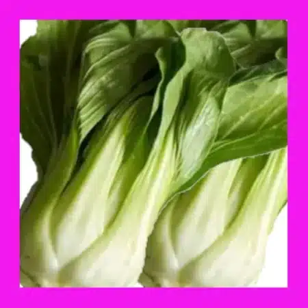 CABBAGE_PAK_CHOI (BOK_CHOY)