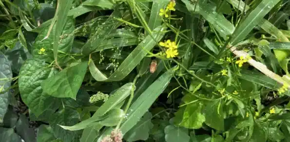 Differences of Open-Pollinated, Cross-Pollinated, & F1 Seeds 1 Bee hovering near a mustard seed flower