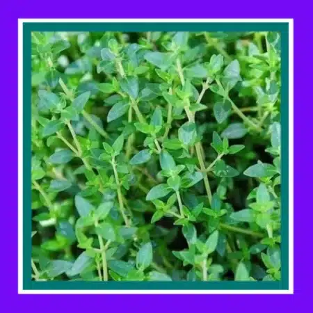 HERB-THYME-WINTER (SALE)