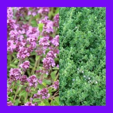 HERB_THYME_SUMMER